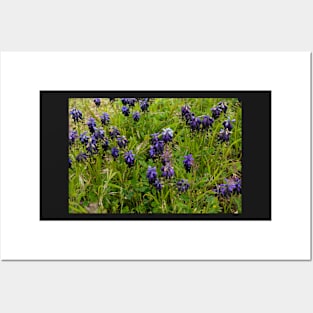 Muscari flowers on a green field Posters and Art